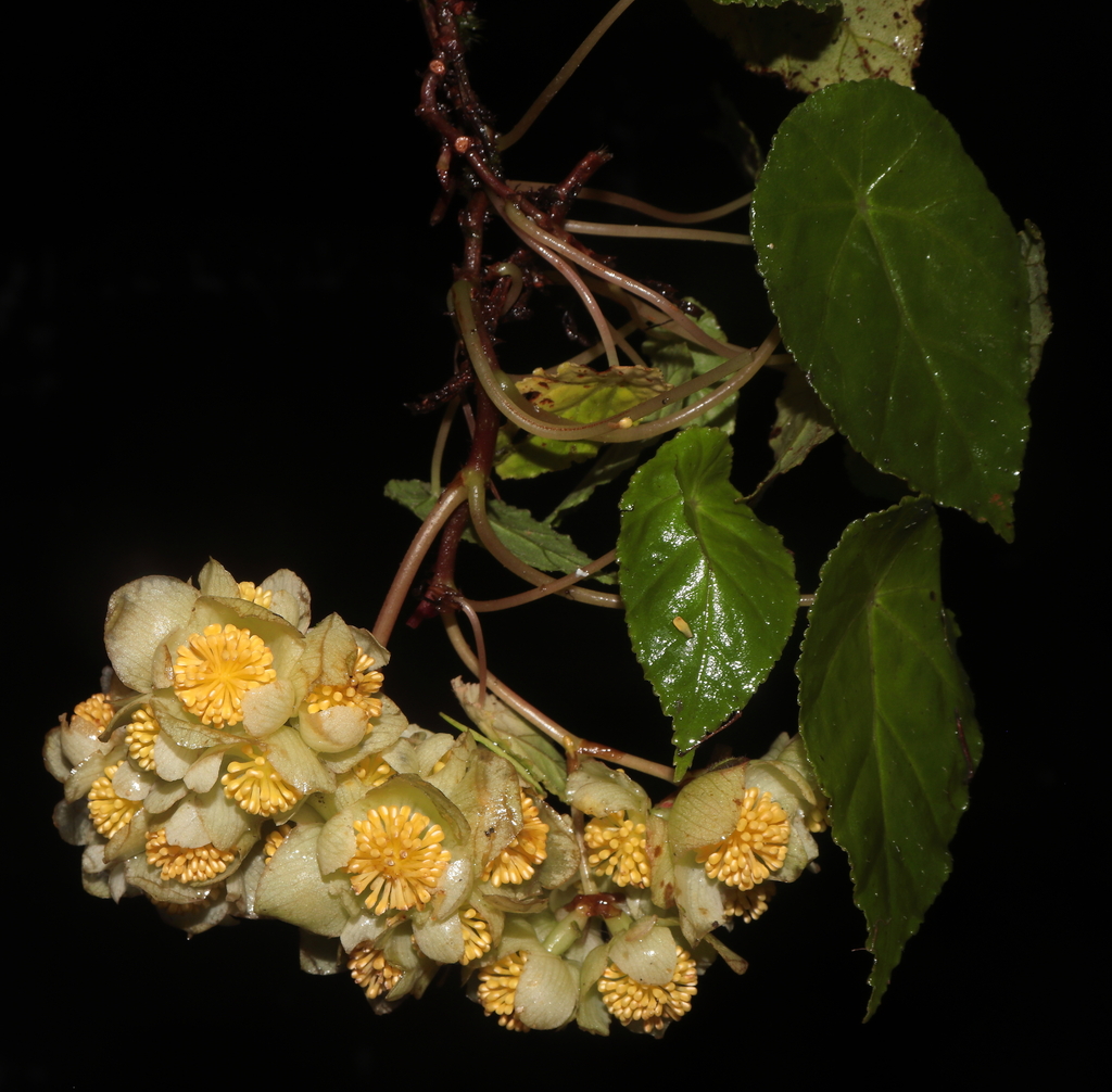 Begonia hitchcockii