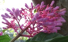 Palicourea lasiantha