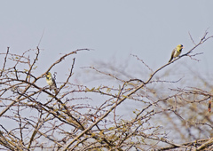 Trachyphonus darnaudii