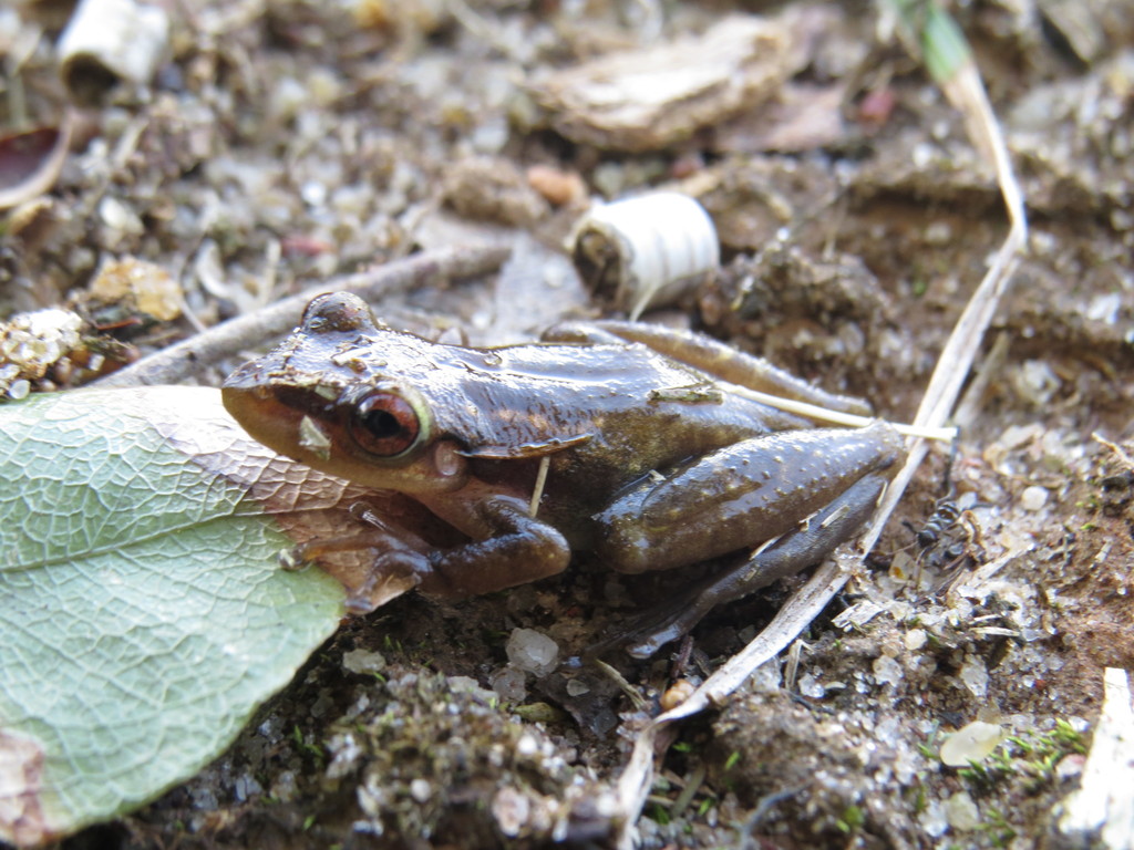 Coastal Lowland Snouted Treefrog