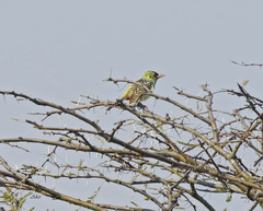 Trachyphonus darnaudii