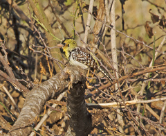 Trachyphonus darnaudii