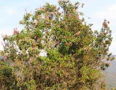 Oreocallis grandiflora