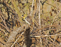 Trachyphonus darnaudii