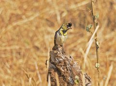 Trachyphonus darnaudii