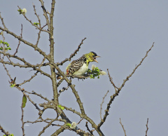 Trachyphonus darnaudii