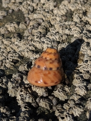 Calliostoma gloriosum