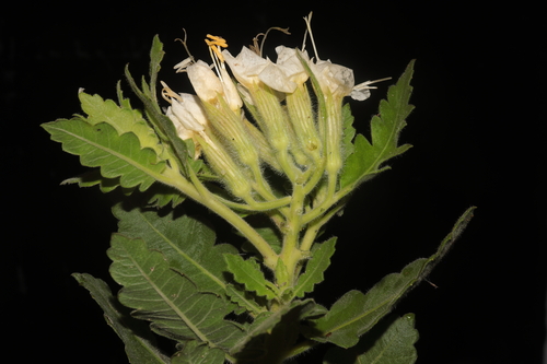 Cantua quercifolia (Cantua quercifolia)
