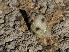 Paciocinebrina circumtexta