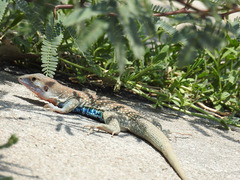 Aspidoscelis gularis colossus