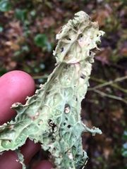 Peltigeraceae