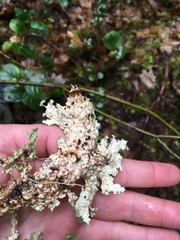 Peltigeraceae