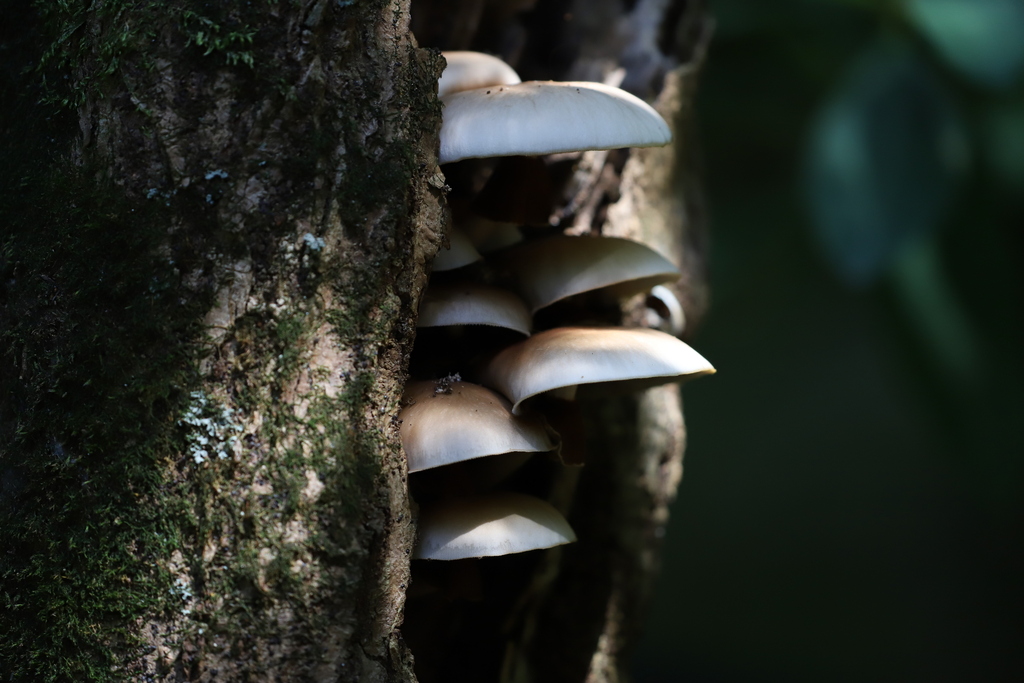 Cyclocybe cylindracea · July 2025 · photo: © se1 (iNaturalist, cc-by)