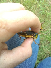 Brachystola behrensii