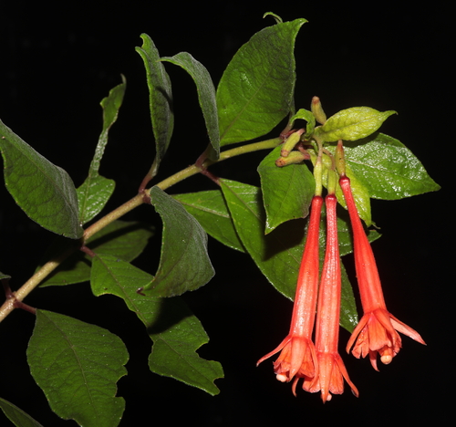 Fuchsia ayavacensis