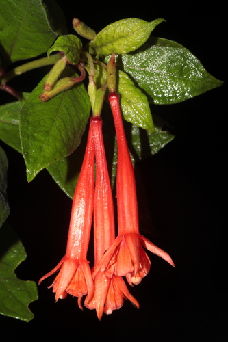 Fuchsia ayavacensis, photograph 1