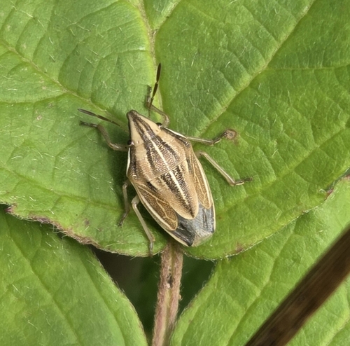 Aelia acuminata