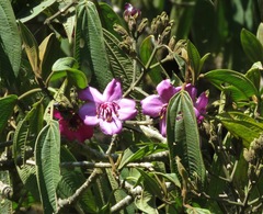 Meriania weberbaueri