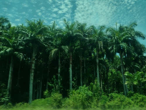 Royal Palm