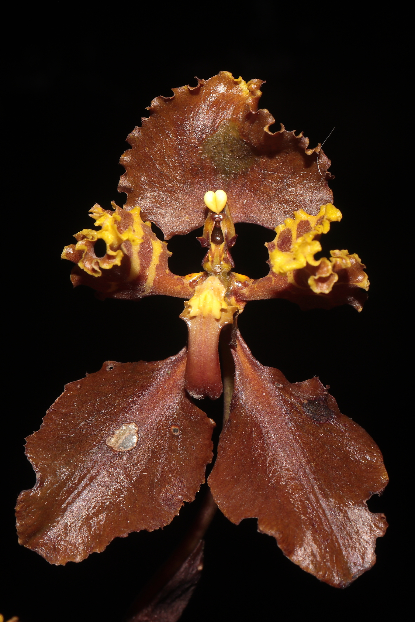 Cyrtochilum trifurcatum (Lindl.) Kraenzl. 2