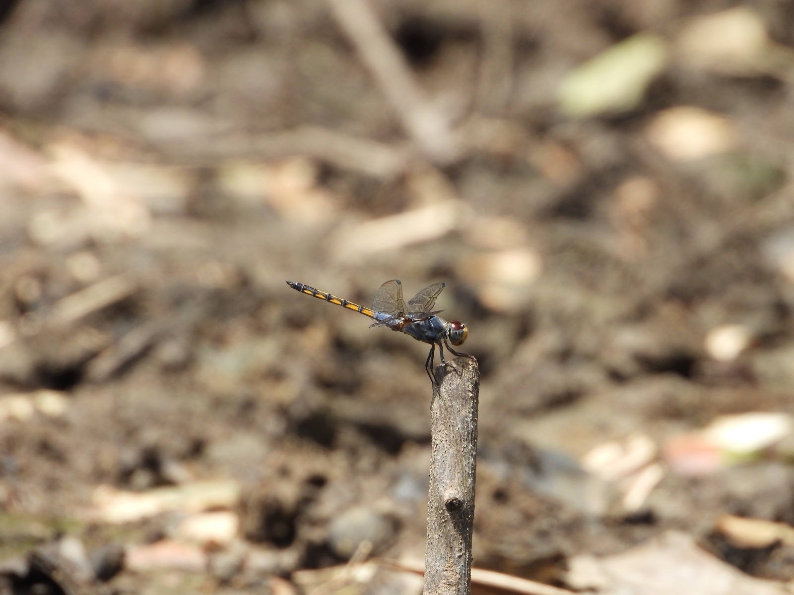 Yellow-Tailed Ashy Skimmer
