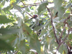 Melanerpes aurifrons