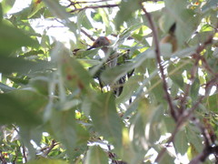 Melanerpes aurifrons