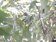 Melanerpes aurifrons