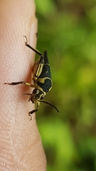 Ripipteryx saopauliensis