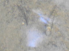 Liniparhomaloptera disparis