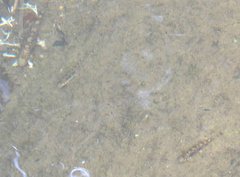 Liniparhomaloptera disparis