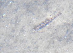 Liniparhomaloptera disparis