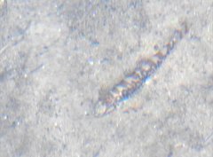 Liniparhomaloptera disparis