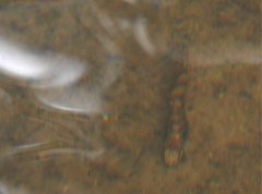 Liniparhomaloptera disparis