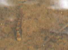 Liniparhomaloptera disparis