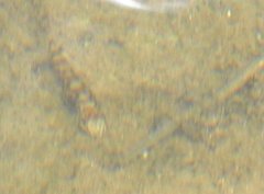 Liniparhomaloptera disparis