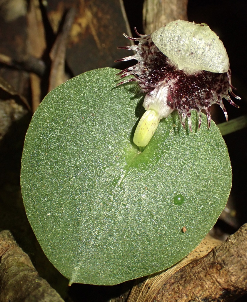Corybas pruinosus