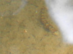 Liniparhomaloptera disparis