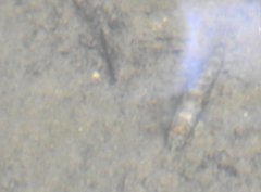 Liniparhomaloptera disparis