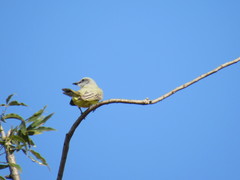 Tyrannus melancholicus