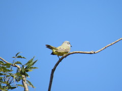 Tyrannus melancholicus