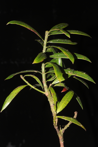 Olive-leaf podoberry (Podocarpus oleifolius)