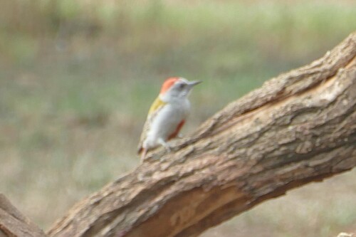 Eastern Grey Woodpecker (Dendropicos spodocephalus), photo 4