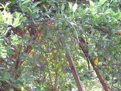 Cardellina pusilla