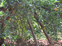 Cardellina pusilla