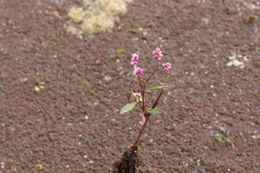 Persicaria segetum