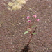 Polygonum segetum - Photo (c) Tatiana Lobato de Magalhães, PhD, PWS, some rights reserved (CC BY-NC-ND), uploaded by Tatiana Lobato de Magalhães, PhD, PWS