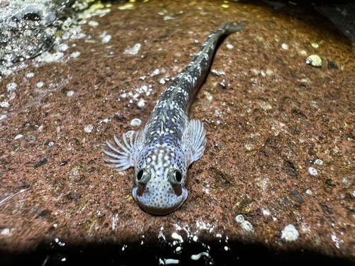 Scaleless rockskipper (Andamia heteroptera) — Blenniidae — 2