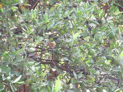 Cardellina pusilla