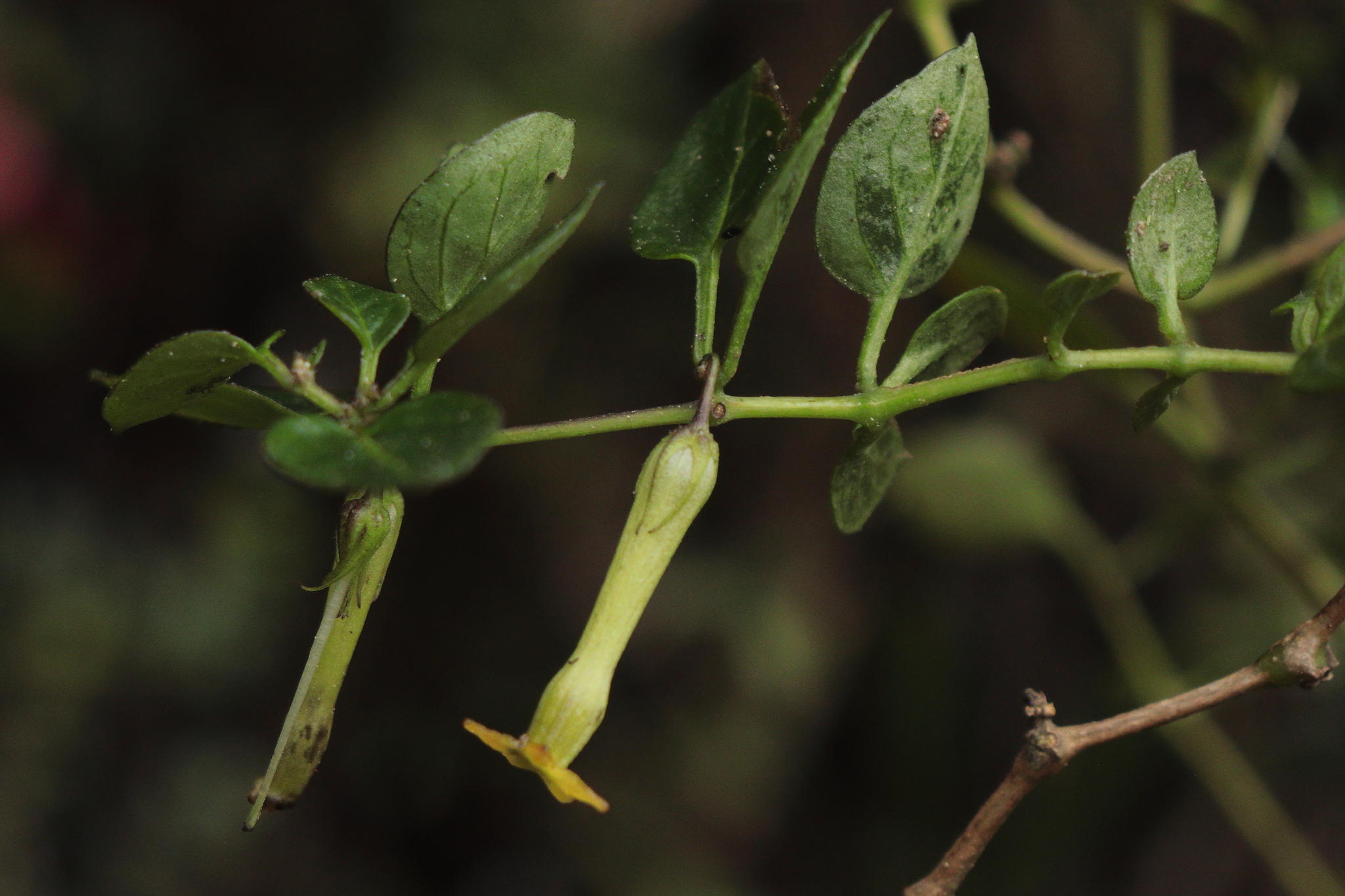 Salpichroa sanmiguelina